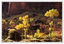 Zion Canyon Colours